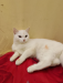 Persian mixed breed cat